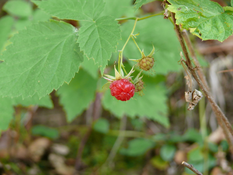 Le framboisier, les vertus de ses feuilles sur notre organisme - Blog  Herbes du Monde