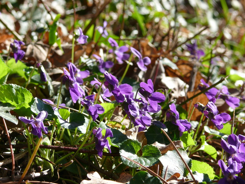 La violette odorante - l'Herbier du Diois : plantes aromatiques et  médicinales, épices, thés, bio