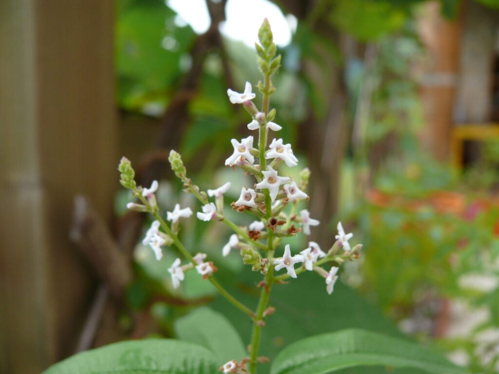 Aloysia citriodora, Verveine citronnée en fleur