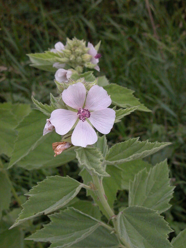 Guimauve, Althaea officinalis L.