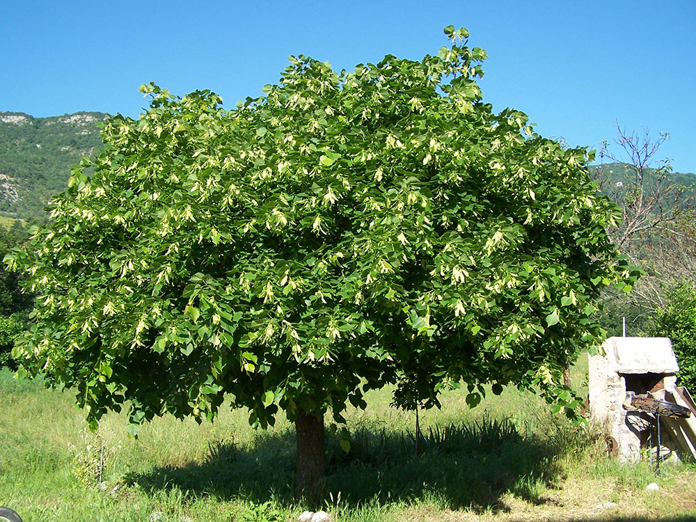 Lime tree