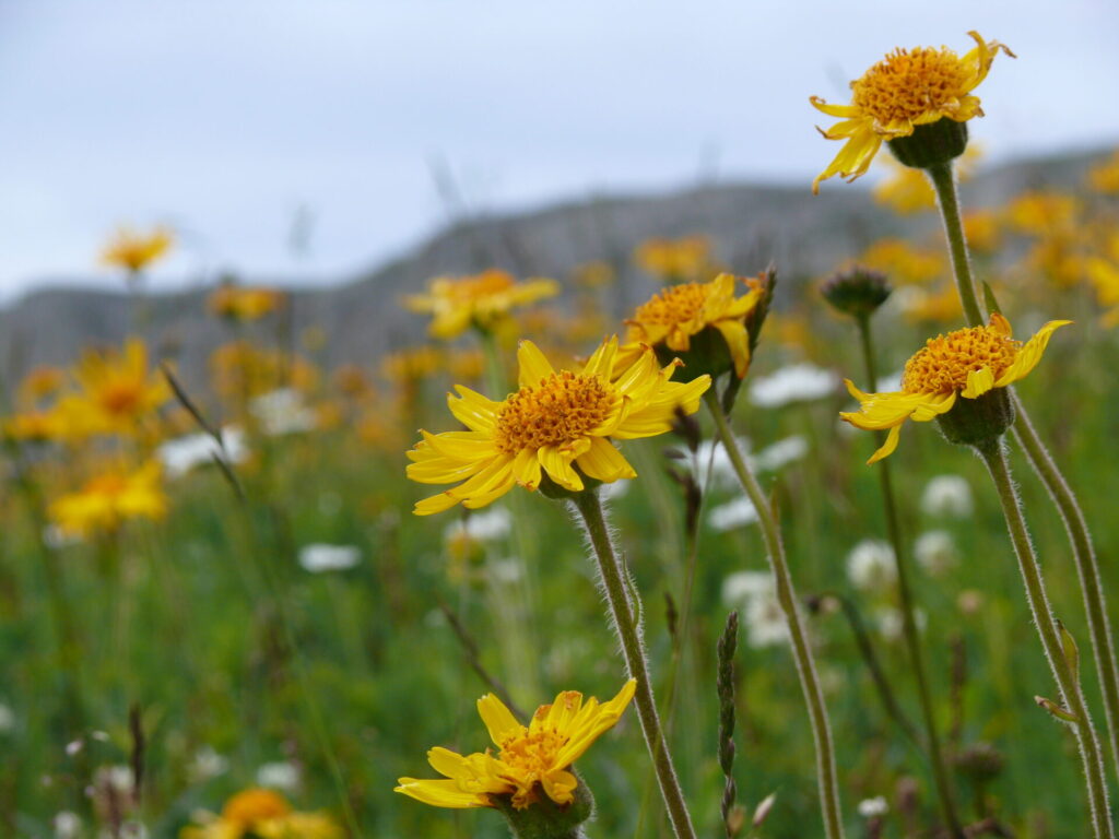 Arnica, Arnica montana L.