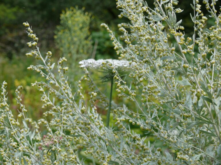 Absinthe, Artemisia absinthium L.