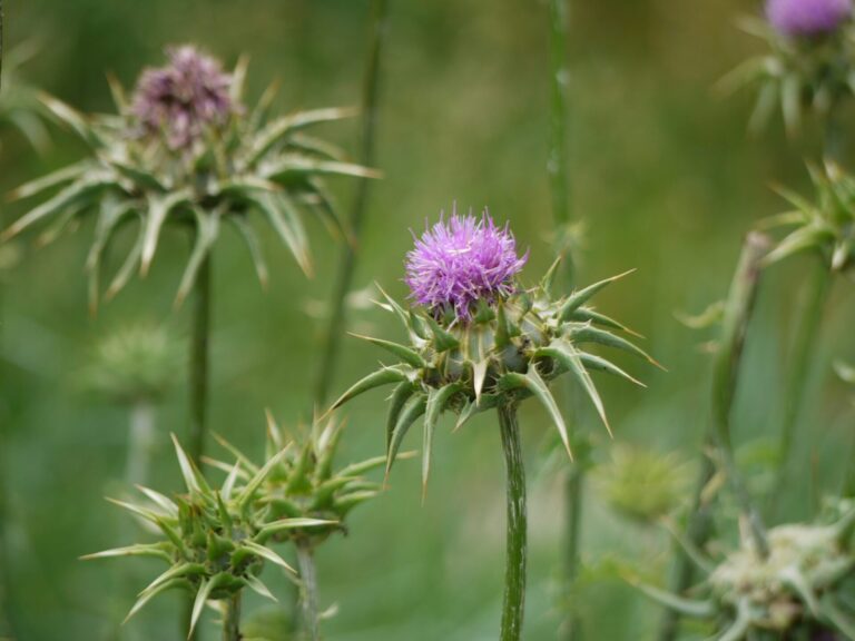 Chardon Marie, Silybum marianum (L.) Gaertn.