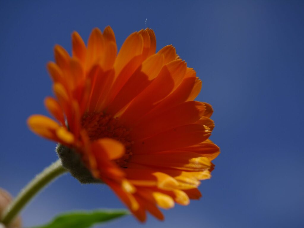 Calendula officinalis