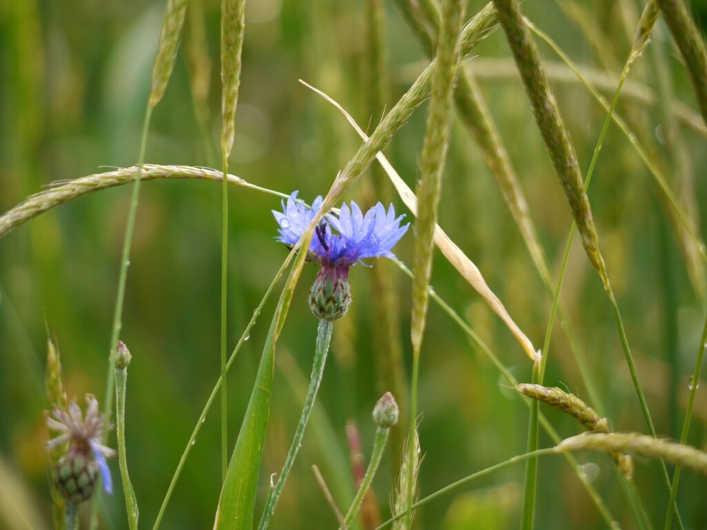 Bleuet, Cyanus segetum Hill