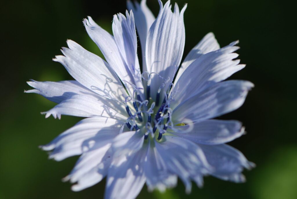 Fleur de chicorée