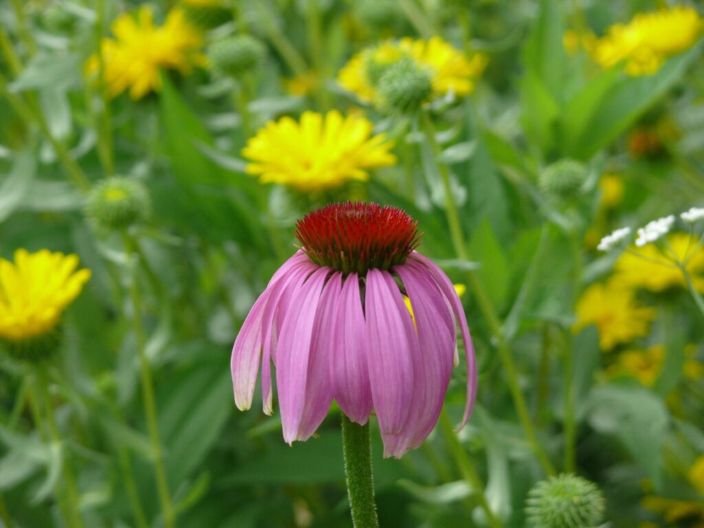 Echinacée pourpre, Echinacea purpurea (L.) Moench