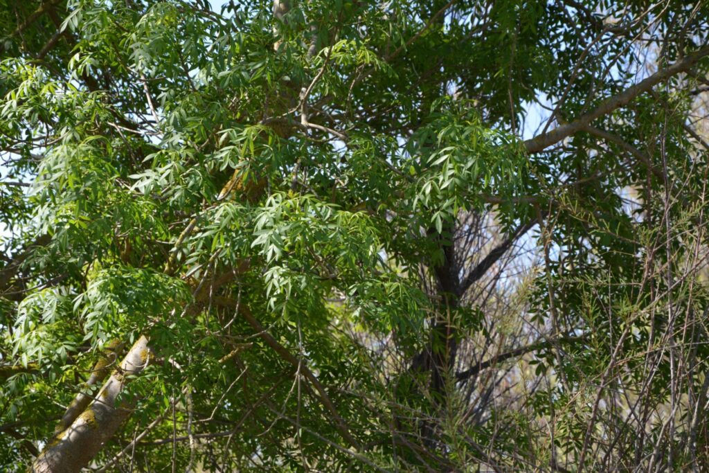 Frêne oxyphylle, Fraxinus angustifolia Vahl