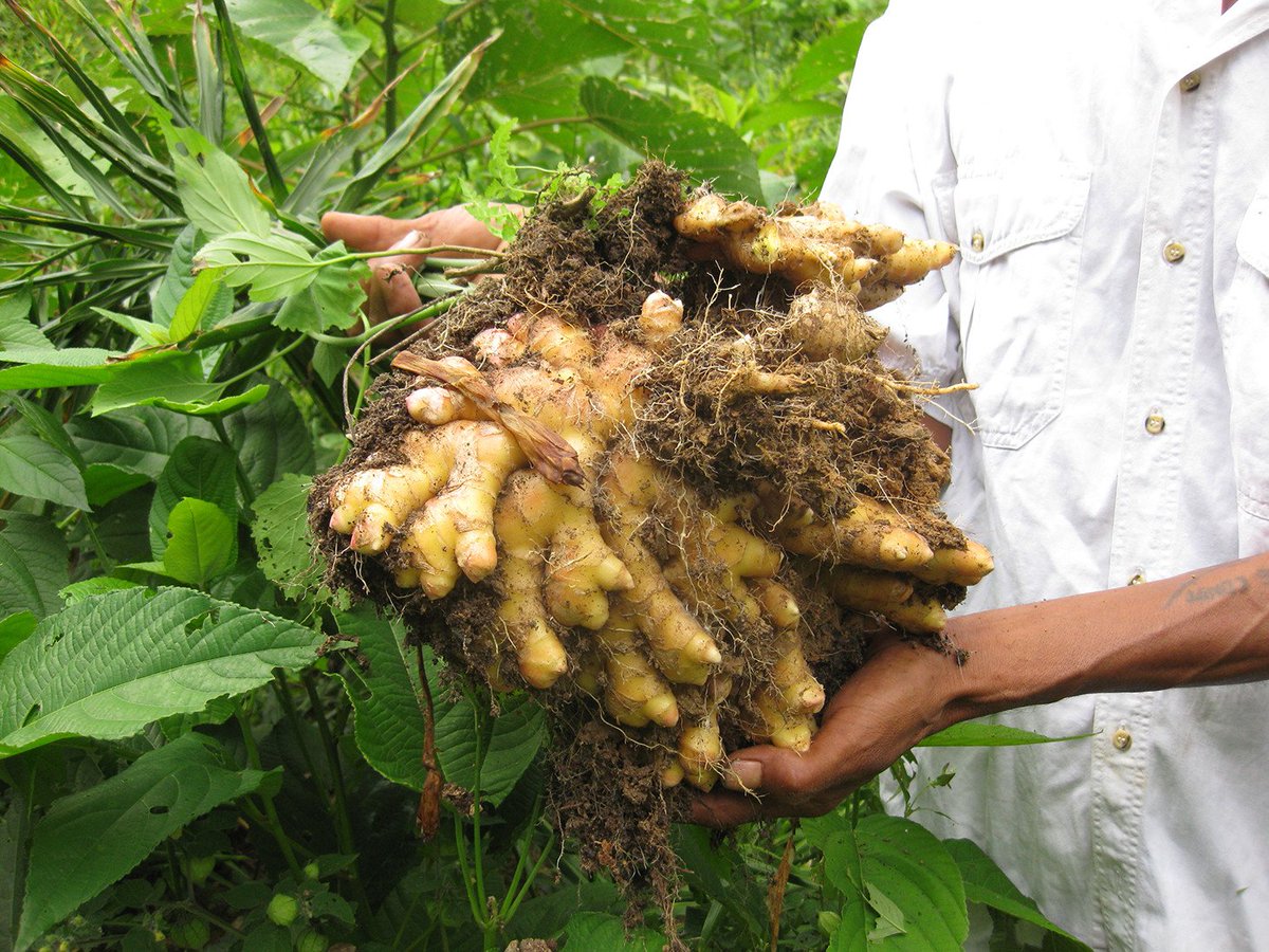 Le gingembre - l'Herbier du Diois : plantes aromatiques et médicinales,  épices, thés, bio