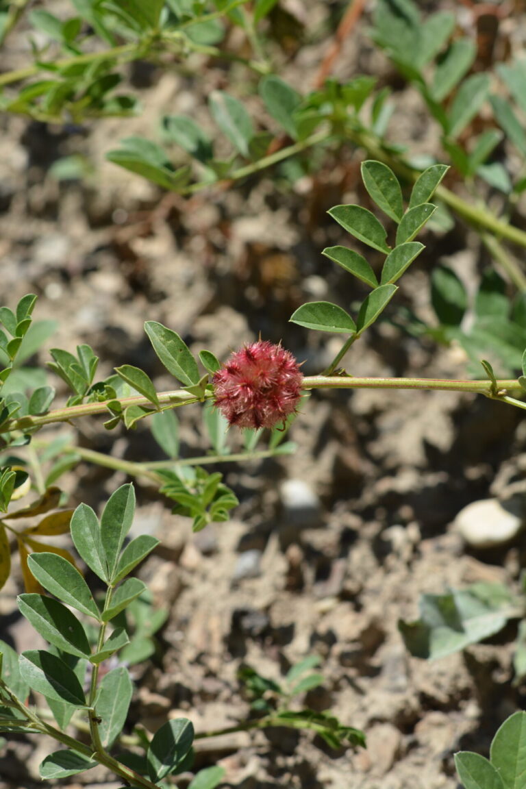 Glycyrrhiza echinata L., réglisse sauvage