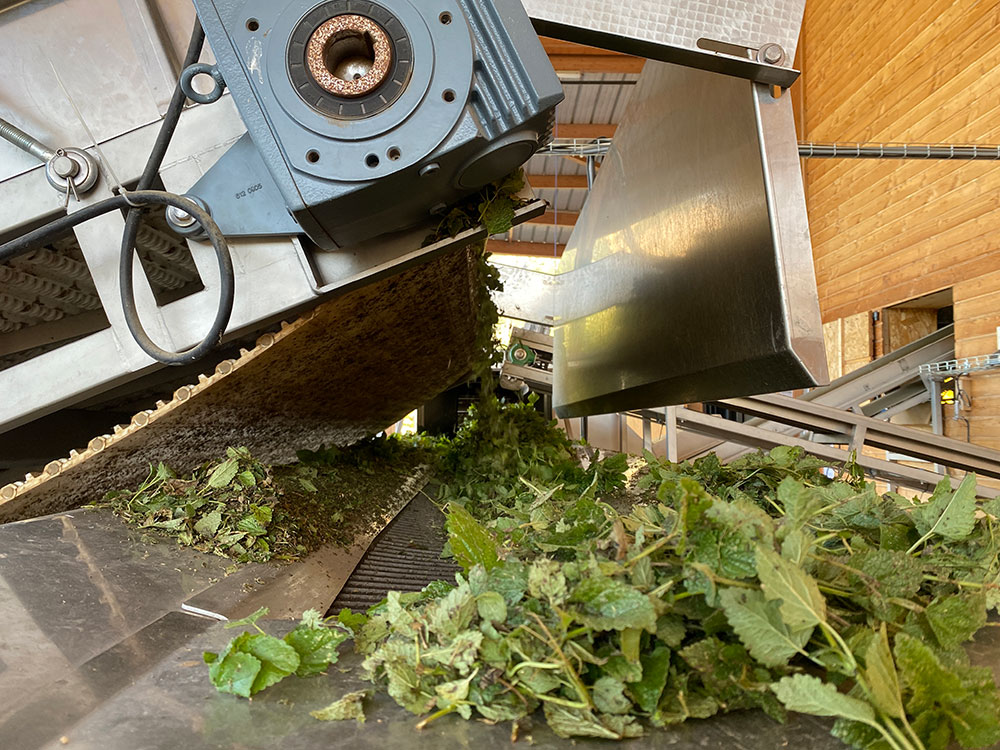 L’arrivée des plantes fraiches à l’Herbier et les atouts de notre pré-coupeuse et effeuilleuse