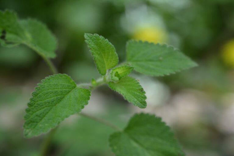 Melissa officinalis L.