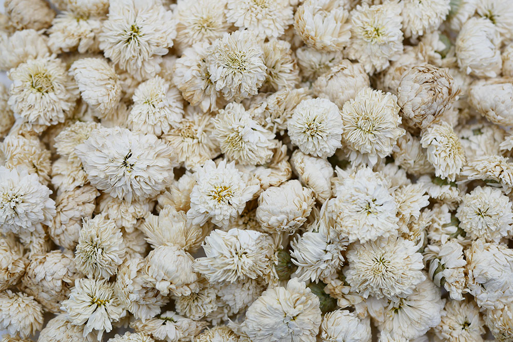 La Camomille romaine - l'Herbier du Diois : plantes aromatiques et