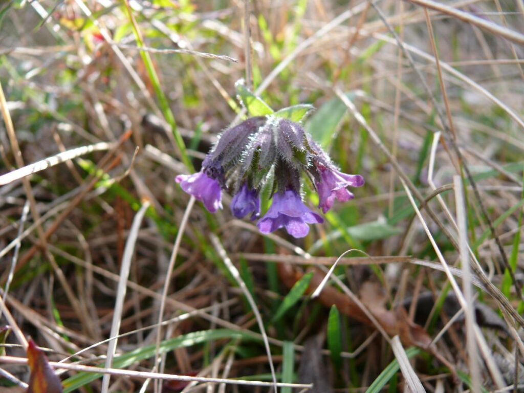 Pulmonaire, Pulmonaria longifolia (Bastard) Boreau