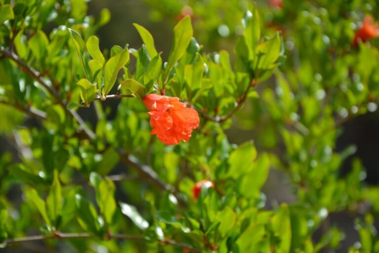 Grenadier, Punica granatum