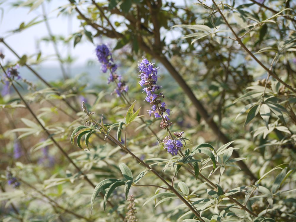 Vitex agnus-castus L.