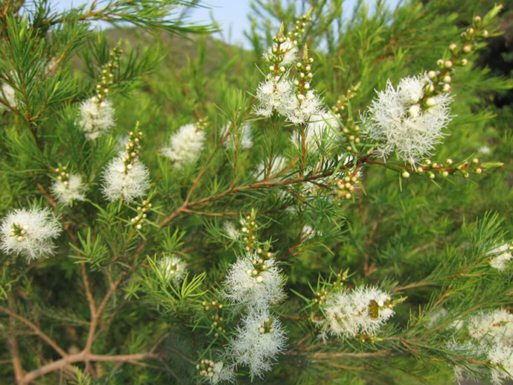 Tea tree - Arbre à thé BiO, Hydrolat (Melaleuca alternifolia