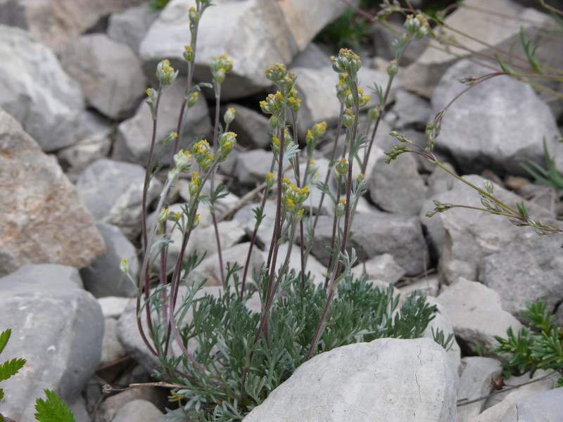 Le génépi - l'Herbier du Diois : plantes aromatiques et médicinales,  épices, thés, bio