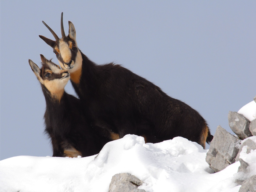 Le Chamois