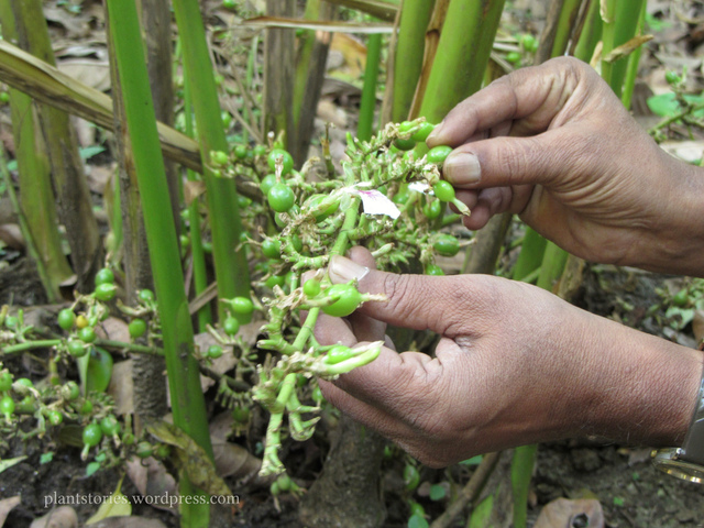 La cardamome - l'Herbier du Diois : plantes aromatiques et médicinales,  épices, thés, bio